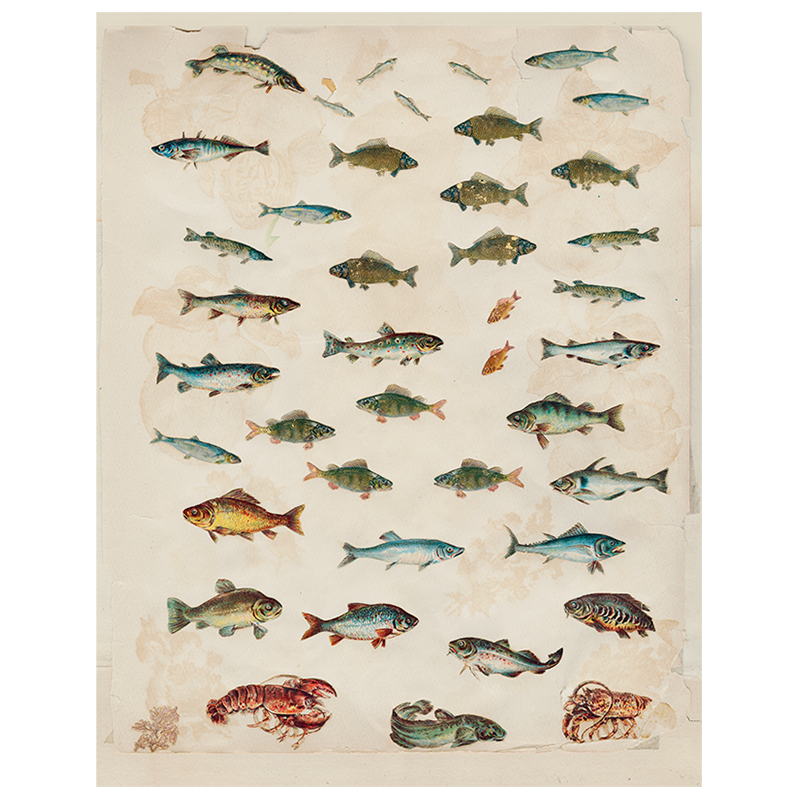 Tray, Fish 118 - John Derian Decoupage