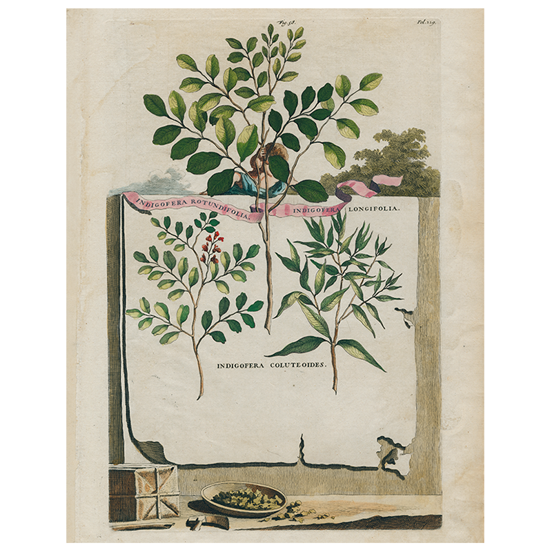 Tray, Indigofera Rotundifolia / Indigofera Longifolia (p 315) - John Derian Decoupage