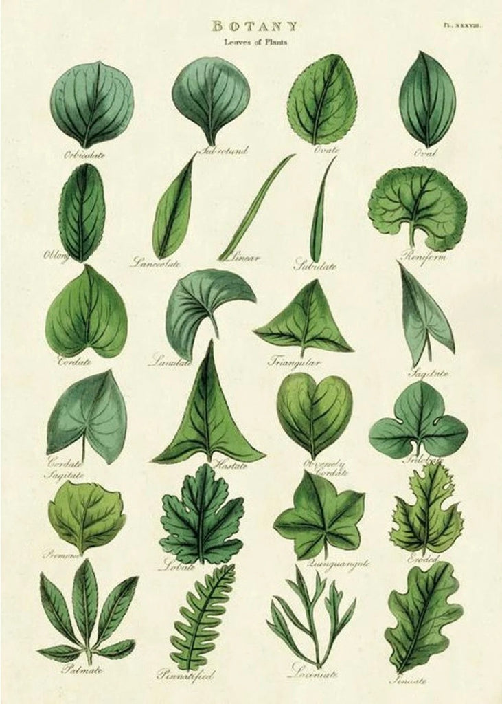 Botany Leaf Wrap Sheet
