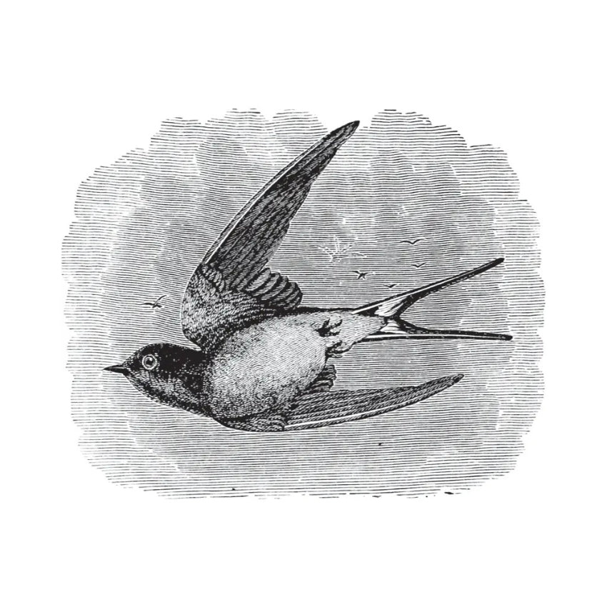 Birds Through an Opera-Glass Book