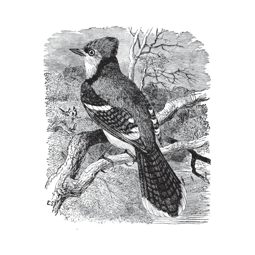 Birds Through an Opera-Glass Book