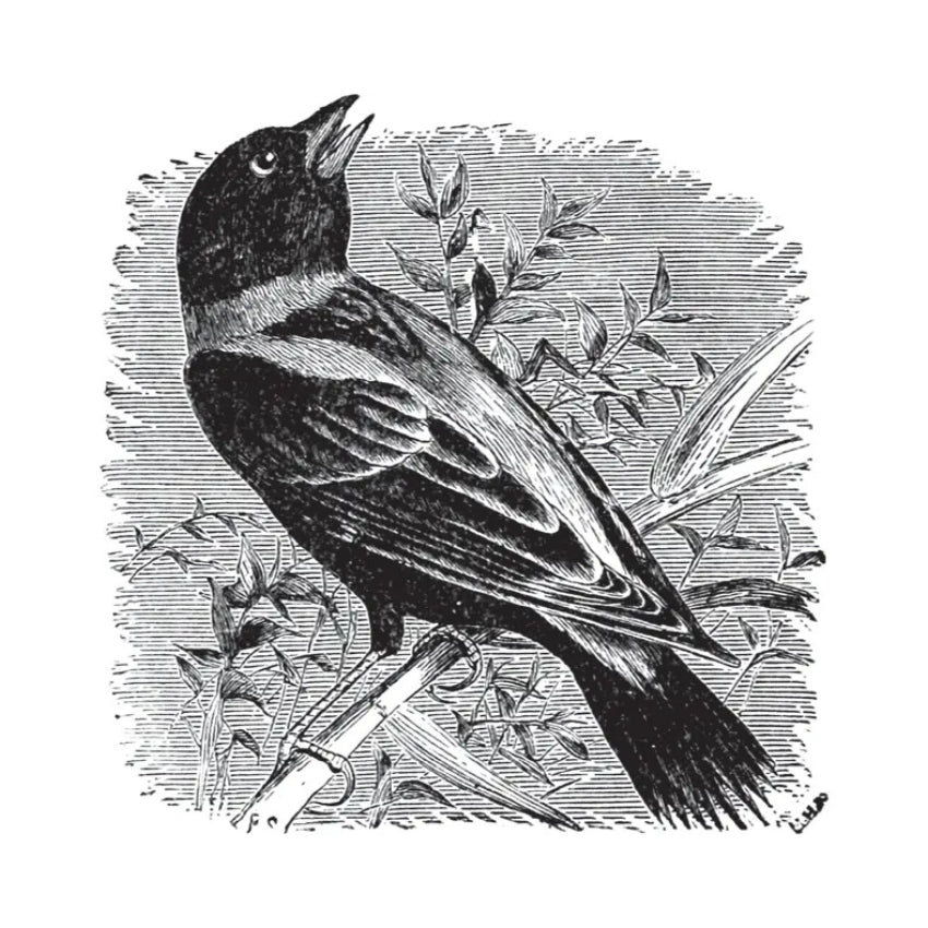 Birds Through an Opera-Glass Book