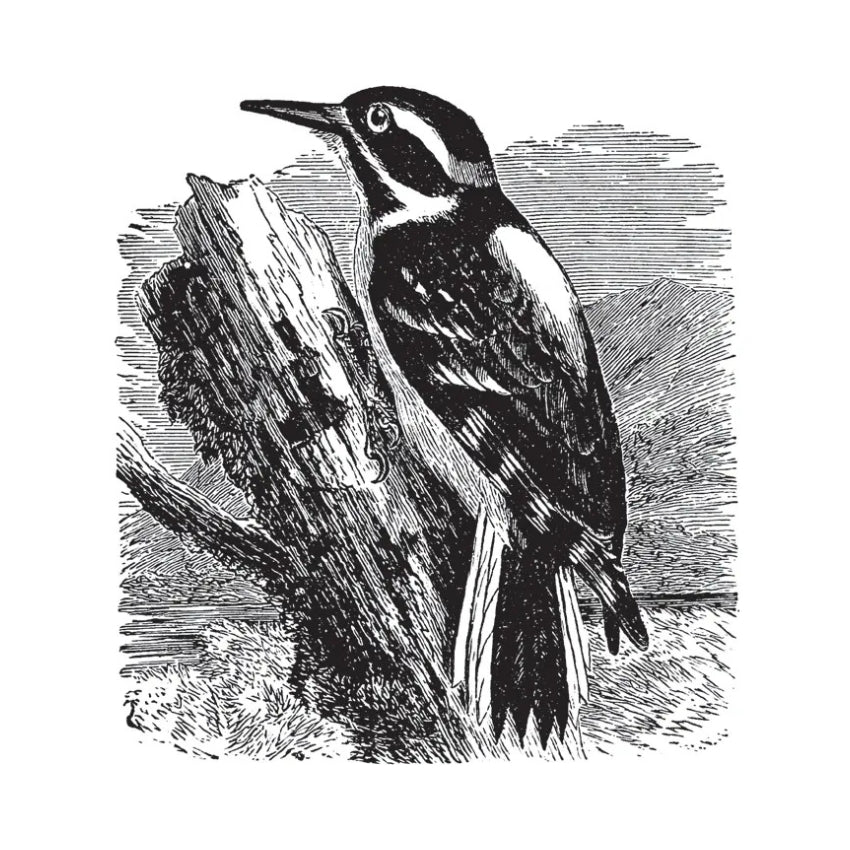 Birds Through an Opera-Glass Book