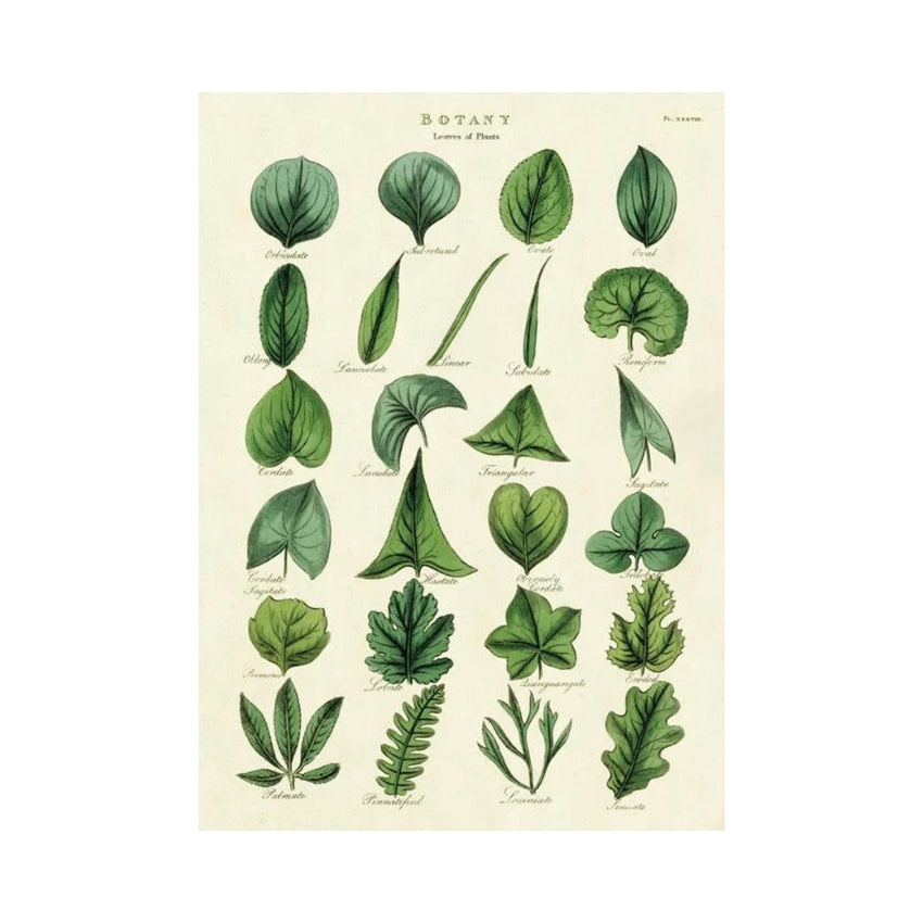 Botany Leaf Wrap Sheet - Cavallini & Co.