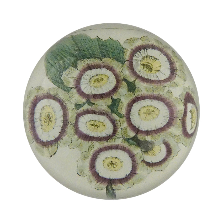 Dome Paperweight, Grime's Orion Auricula - John Derian Decoupage