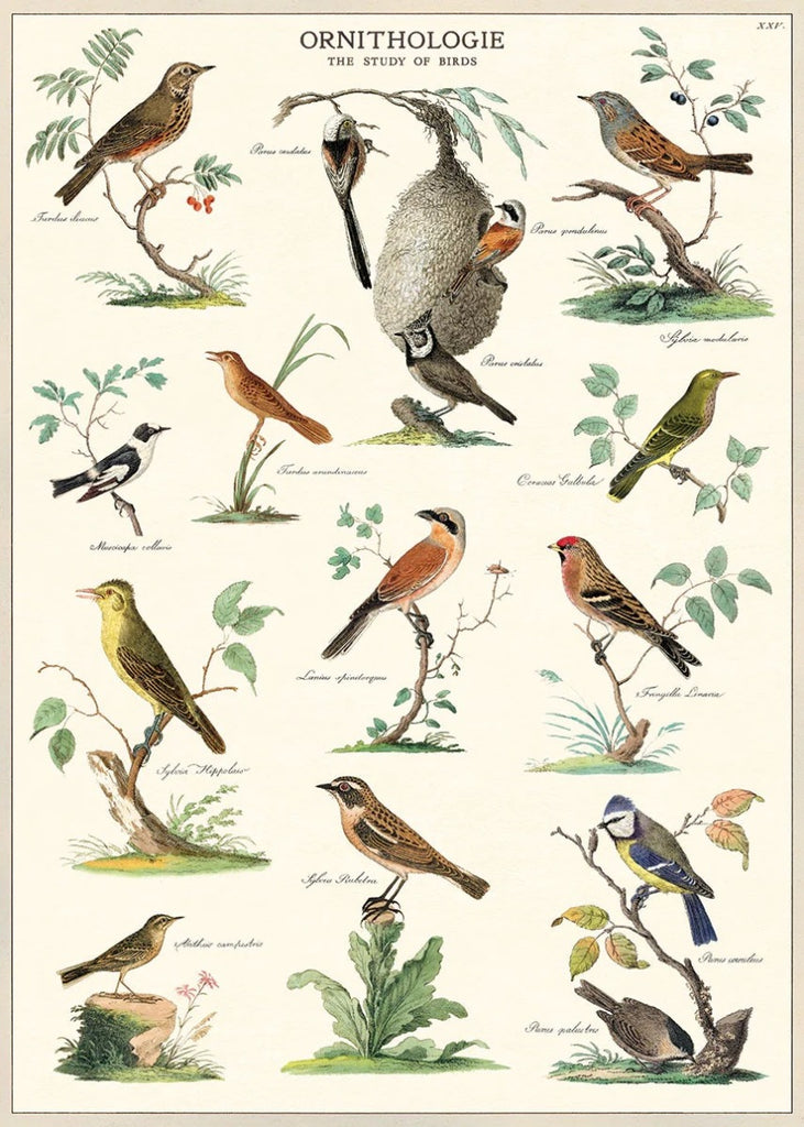 Ornithologie Poster