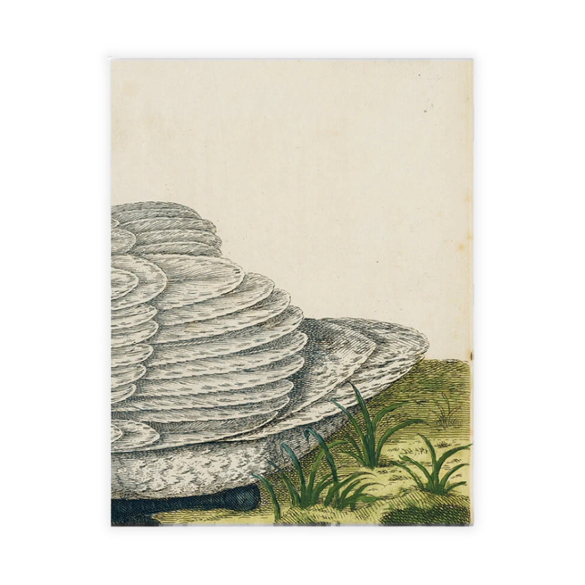 Tray, Swan Page 102 - John Derian Decoupage