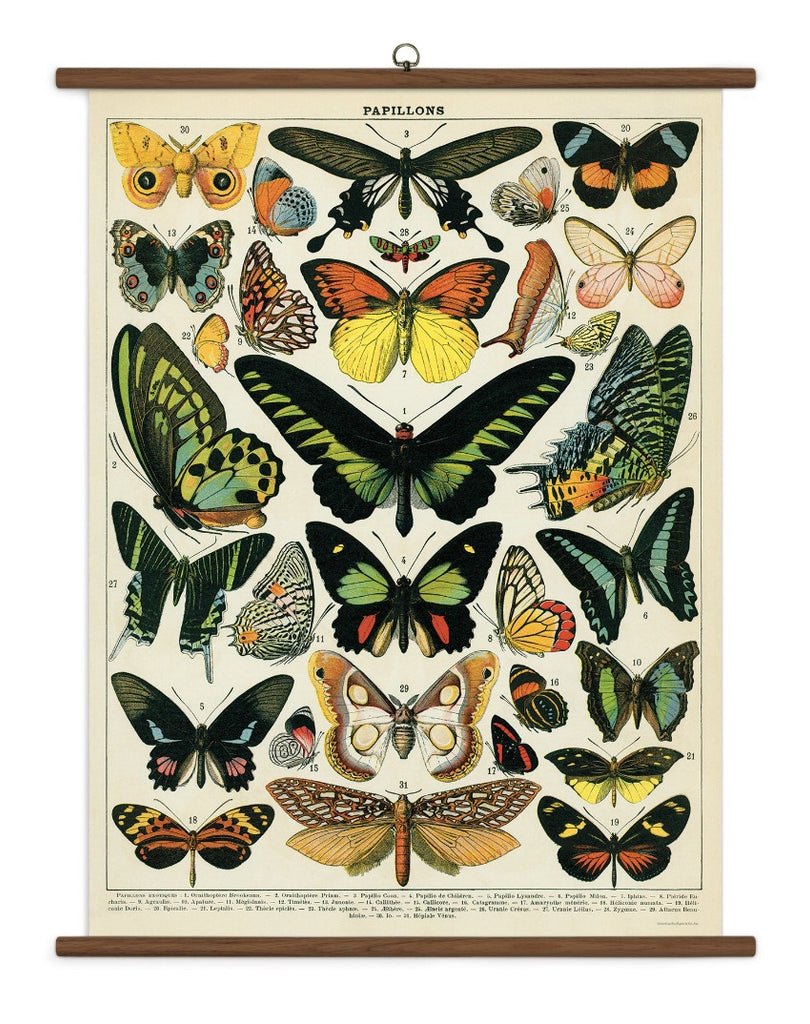 Butterflies School Chart