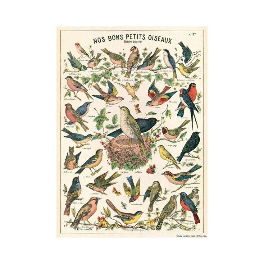 Bird Chart Wrap Sheet - Cavallini & Co.