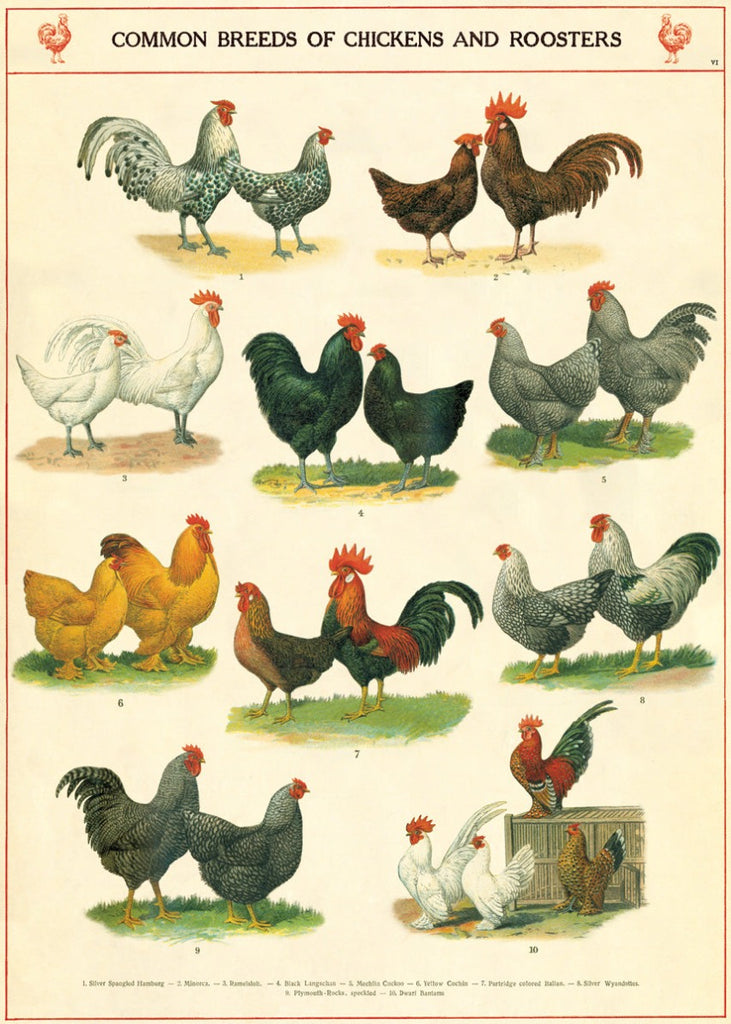 Chickens Wrap Sheet