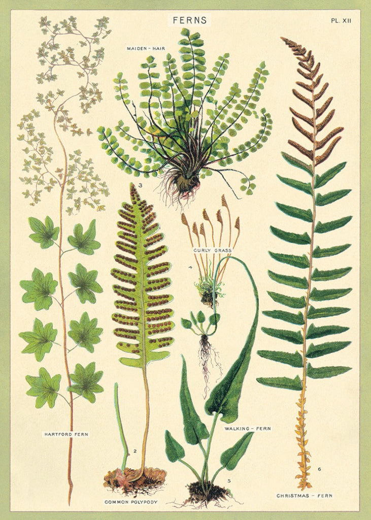 Fern Wrap Sheet